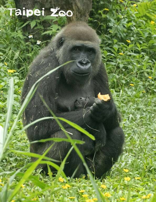 金剛猩猩媽媽「Tayari」獨享月子餐