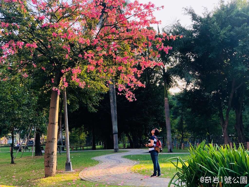 停下腳步抬起頭，花現生活的美好