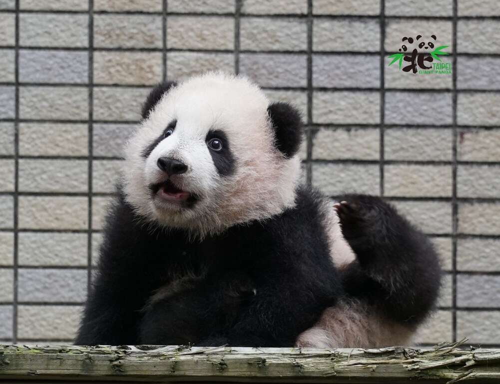 圆宝预计在元旦正式亮相与大家见面，快来一睹可爱猫熊的模样(照片由台北市立动物园提供)