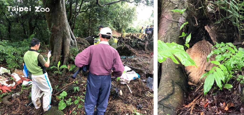 Runaway Anteater Found, Returned to Zoo