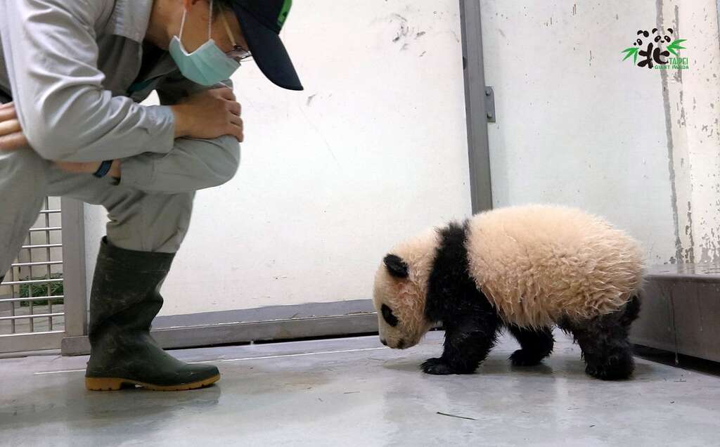 保育员一边称赞「圆宝导航」好厉害，一边喊着你怎麽没两下就自己溜回家了呀！