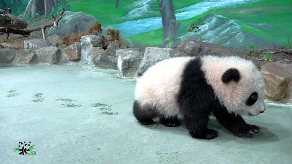 圆宝：等一下就可以跟着脚印找到回家的路了！