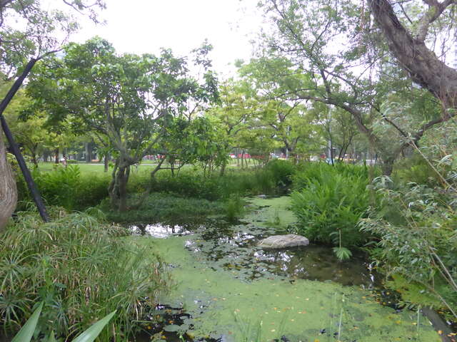 5.大安森林公园小生态池回复早期台北盆地湿地环境