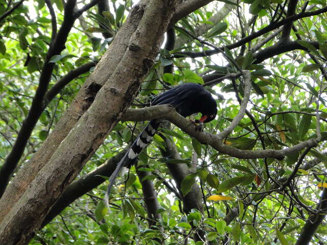 台湾蓝鹊为杂食性鸟类