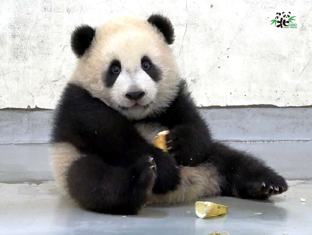 「大貓熊奶茶餅乾」？！我可以吃嗎？