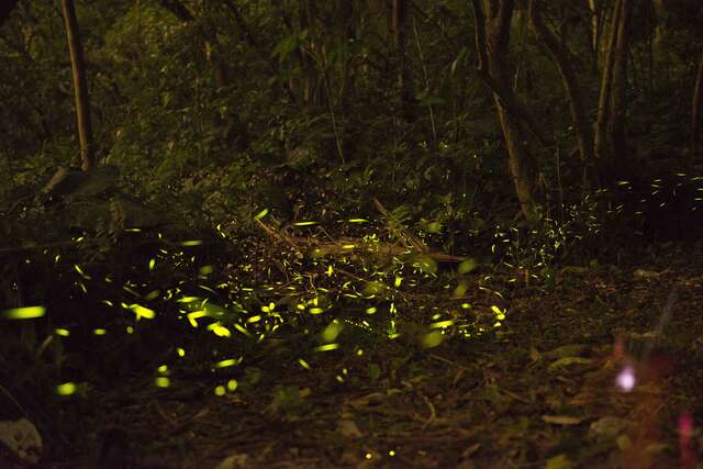 螢火蟲在夏夜中翩然飛舞，編織出曼妙的流光夜景。（圖／台北市工務局大地工程處提供）.jpg
