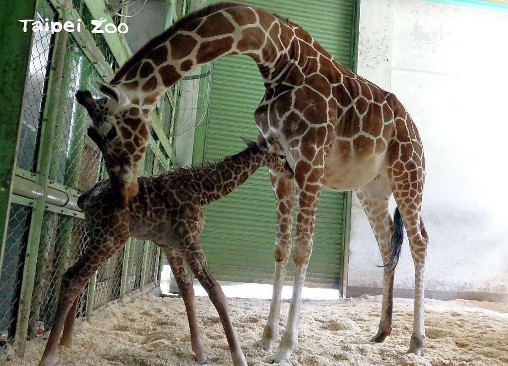 长颈鹿妈妈「小麦」的母性很强，将新生宝宝照顾得无微不至