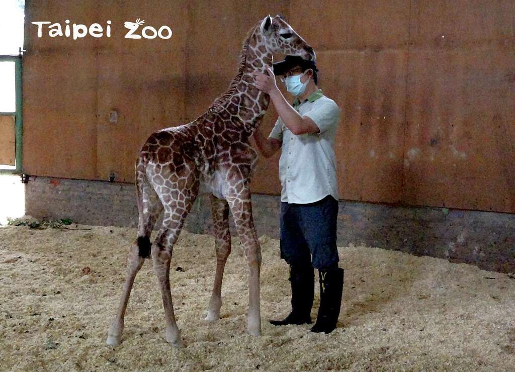 獸醫師為新生長頸鹿寶寶健康檢查