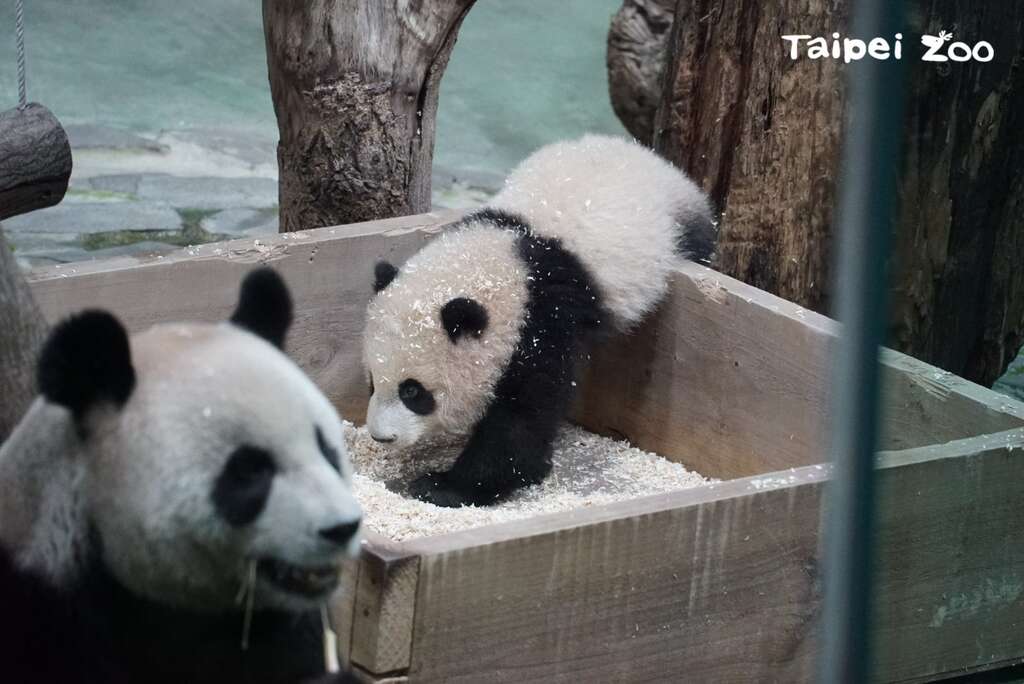圆圆：你自己乖乖玩，妈妈来去吃饭