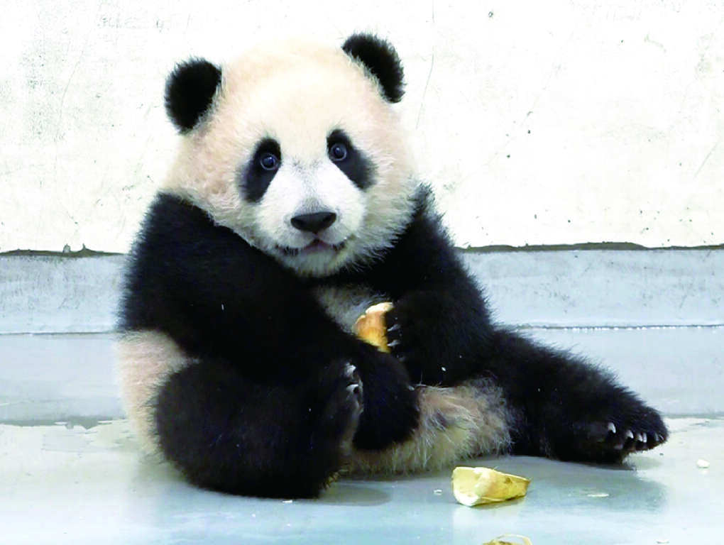 可愛的大貓熊寶寶「圓寶」已開放與大家相見歡。（圖／台北市立動物園）