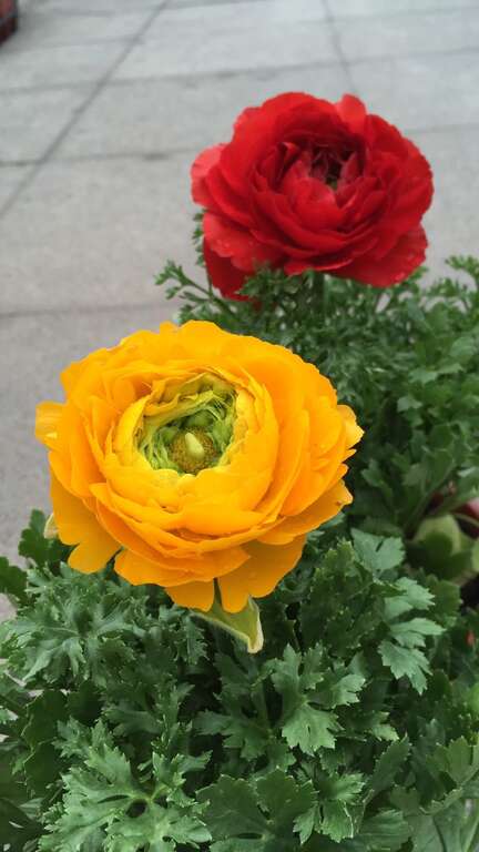 Football Chrysanthemum Displayed at Taipei Rose Garden
