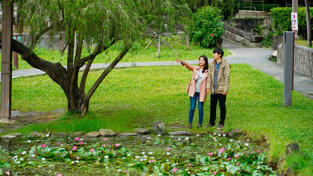 台湾池旁一株柳树，轻柔飘逸的树下是谈心的好所在