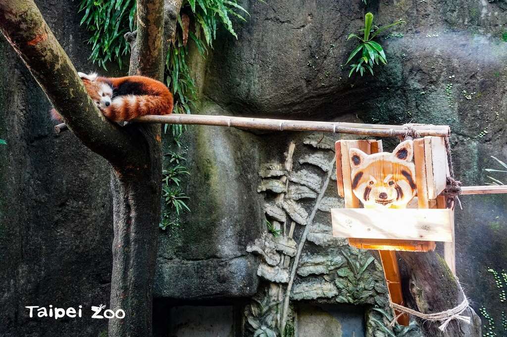 小貓熊「可麗餅」可以選擇在靠近遊客面的懸空平臺及木橋上休息，也可以選擇遠離遊客面，躲進巢箱或是吊床中入睡