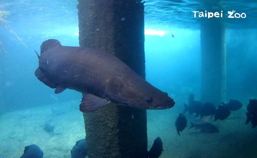 體型龐大的象魚、魚鱗堅硬,瞬間扭動身軀所產生的力道,足以打斷人類的骨頭