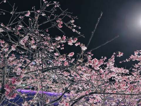 2021 La temporada de los cerezos en flor en el Parque Lohas de Neihu