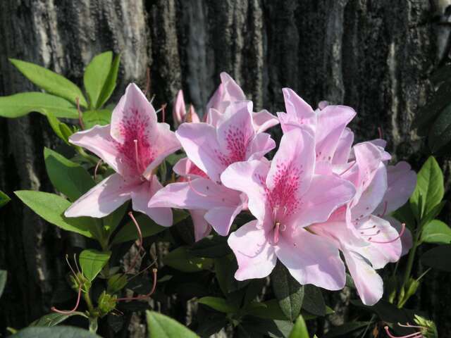 940325_03_007_杜鵑花_王能佑攝_劍潭青年活動中心.jpg-1.jpg