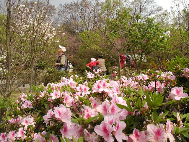 a1-3-陽明花季-陽明公園 020.jpg