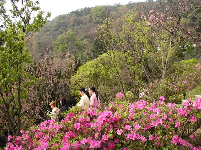 陽明花季-陽明公園 019.jpg