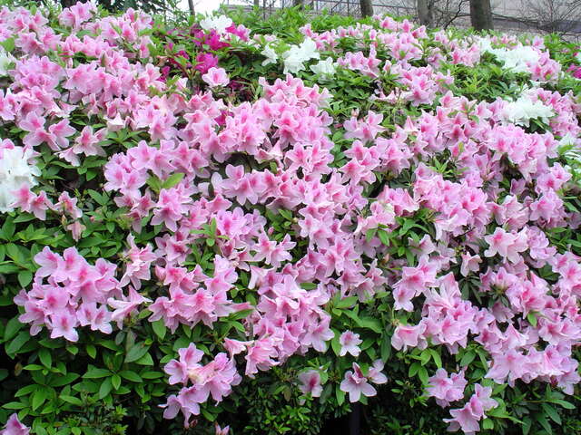 940331_011_杜鵑花_王能佑_仁愛路-松壽路.JPG
