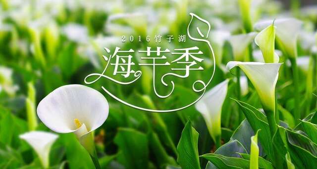 海芋01.jpg