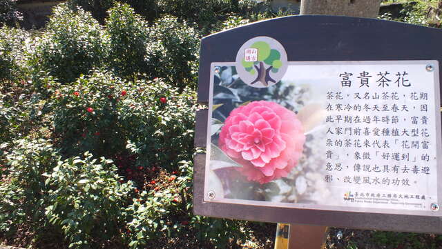 照片16好運到茶花，抓住最後綻放身影