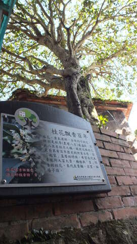照片18桂花飄香，感受陽光照射樹蔭微涼風