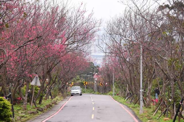 复兴三路的樱花隧道吸引许多摄影同好者前来。（图／台北市观光传播局提供，刘佳雯摄）.JPG