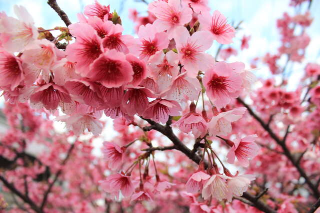 平菁街43巷櫻花