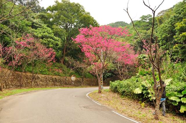 中正山產業道路沿線櫻花盛開