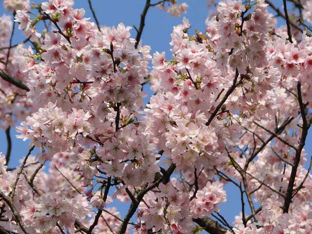 粉白優雅的吉野櫻即將於3月盛開。（圖／台北市工務局公園路燈工程管理處提供）.jpg