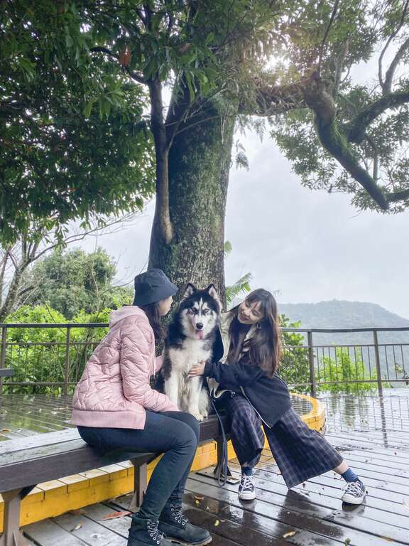 游客在夫妻树下休憩嬉戏。