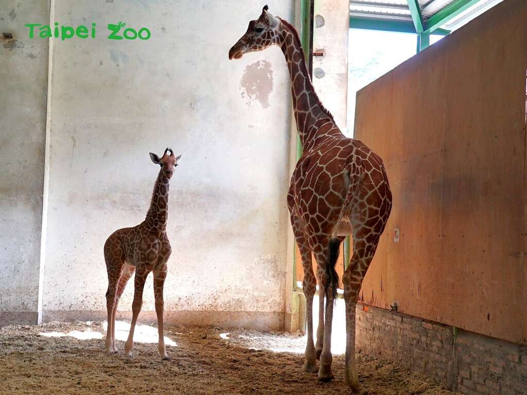 保育员看着长颈鹿宝宝一天天像小芽般的稳定成长，为她命名为「麦芽」