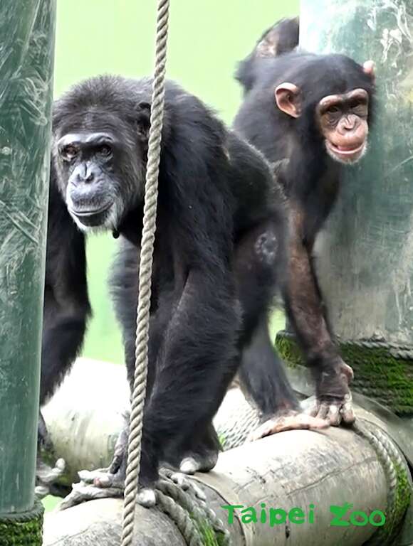 黑猩猩「娃智」（後）成功混群，當老大（前）跟班明哲保身