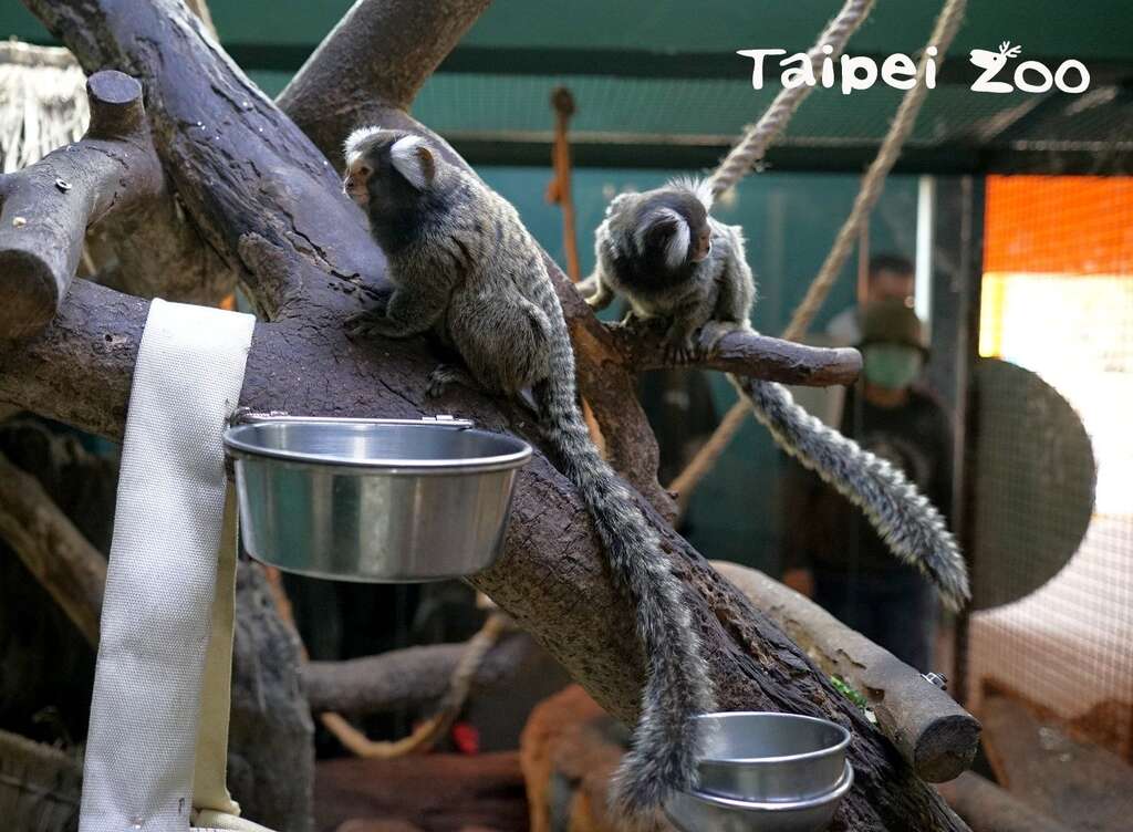 成年的普通狨体长仅有16-21公分，非常娇小，不过牠们却拥有长长的尾巴，尾巴的长度平均约24-31公分