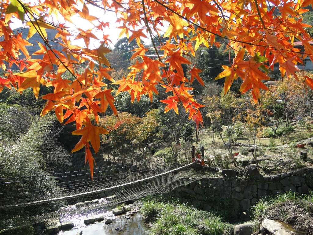 士林區福田園休閒農場楓紅
