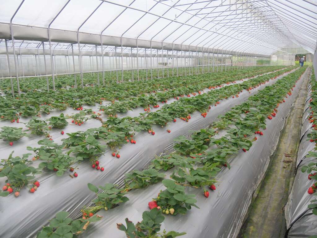內湖區清香休閒農場草莓園
