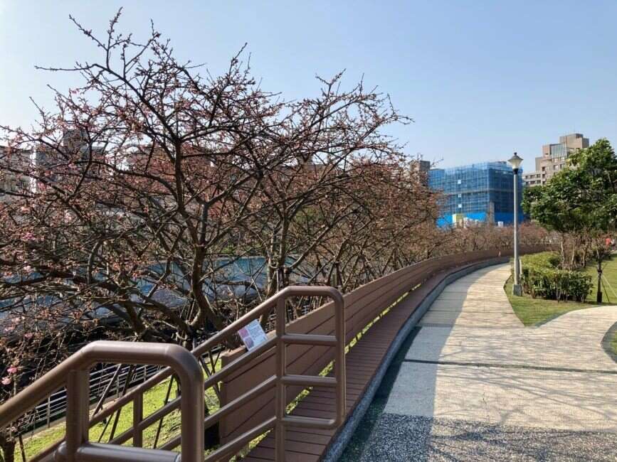 乐活公园樱花(台北市政府工务局公园路灯工程管理处提供)
