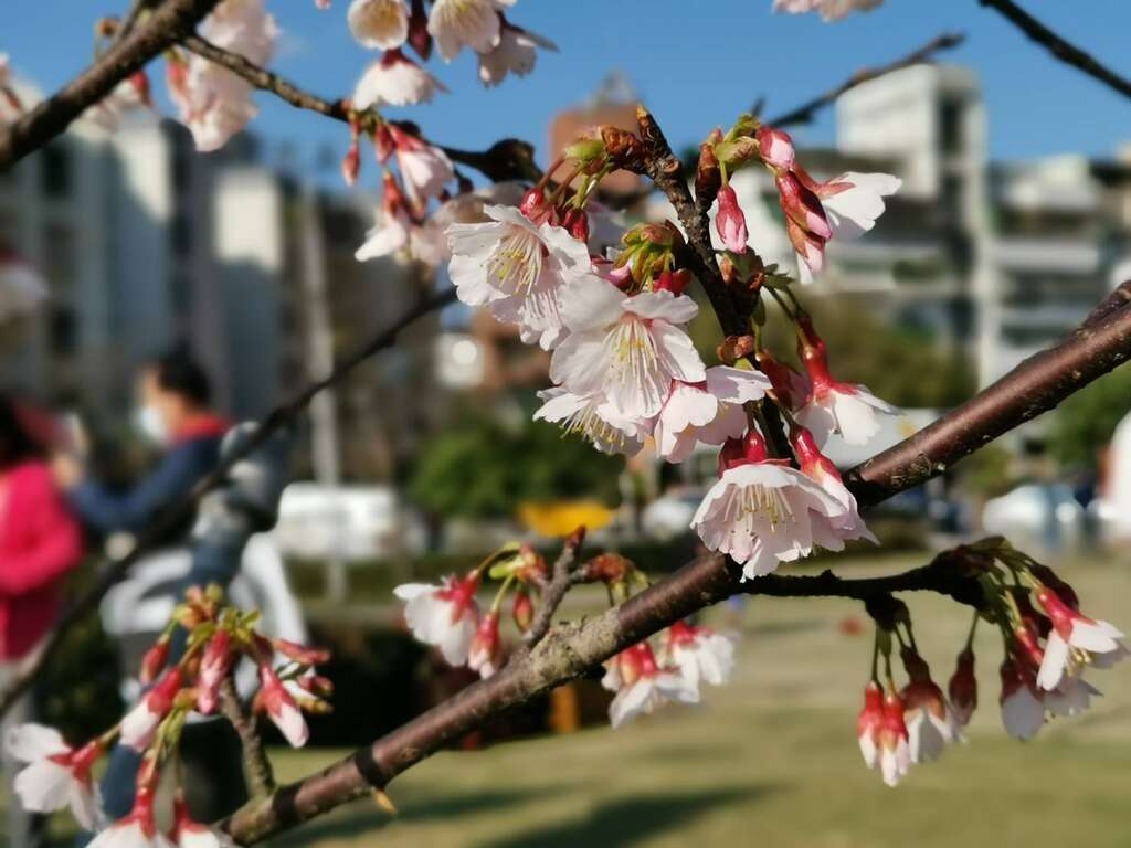 樱花近景
