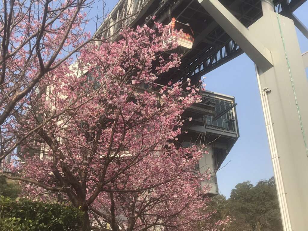 猫空赏樱