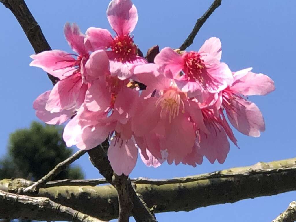 23阳明公园樱花花况
