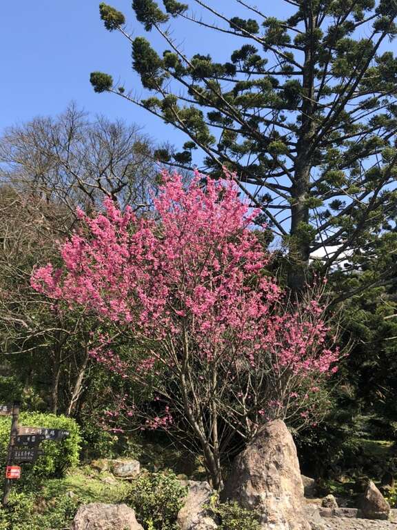 23阳明公园樱花远景