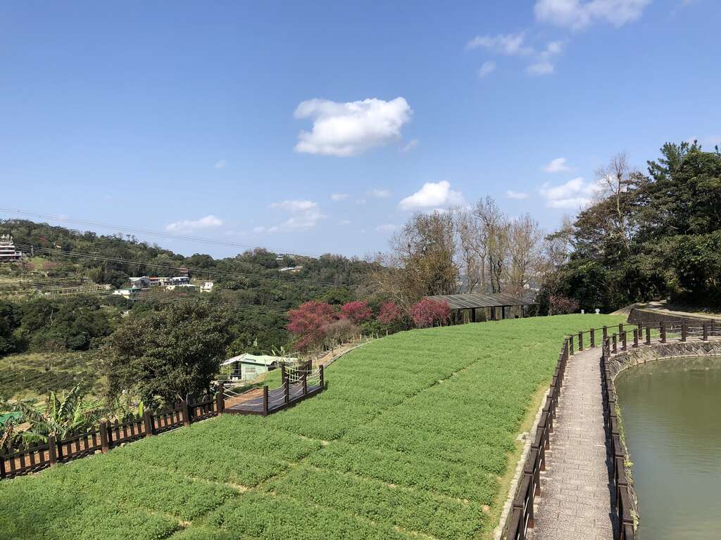 水池旁準備盛開