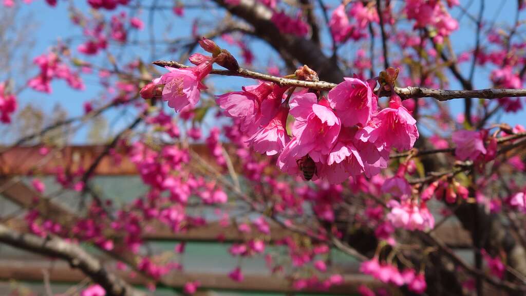 粉色櫻花