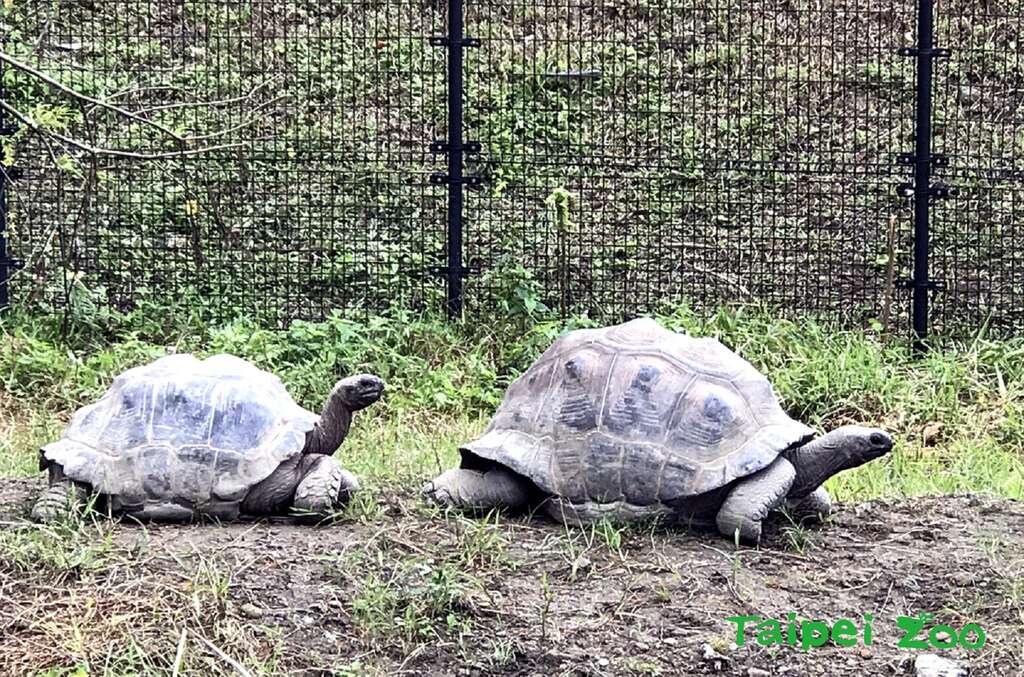 去年11月中，台北市立动物园两只亚达伯拉象龟「帅哥(公-右)」和「大大(母-左)」就搬进了位在两栖爬虫馆出口处的新活动场