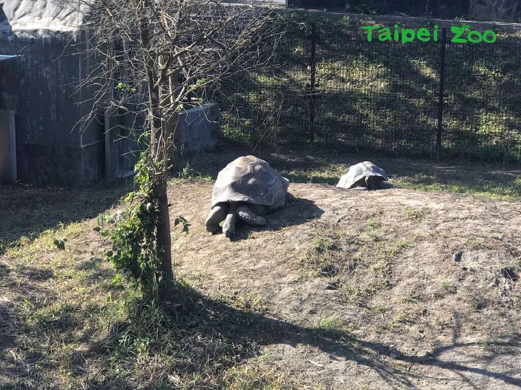 正在享受「晒日光浴」的象龟，呈现放松的舒服姿势