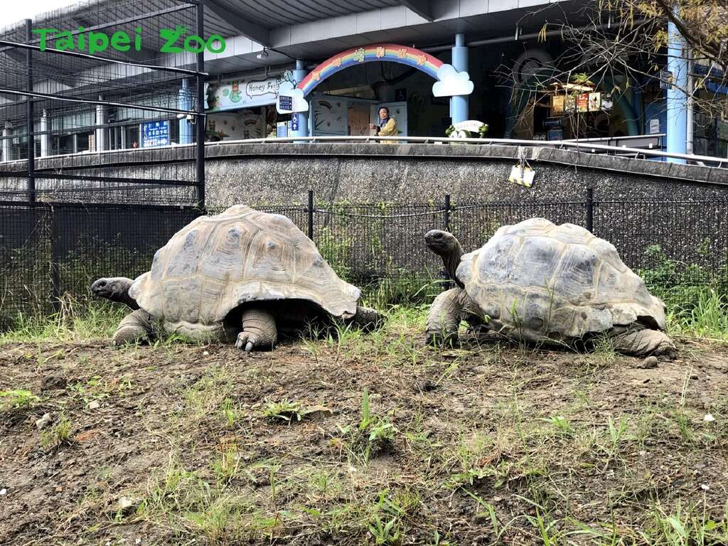 前几天天气较佳时，两只象龟就会来到户外小丘陵爬爬山、晒太阳