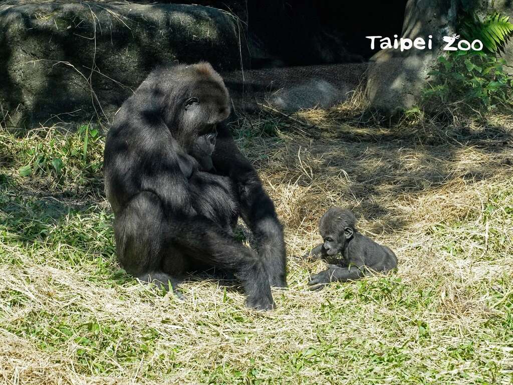 金刚猩猩妈妈「Tayari」现在常常会把「Jabali」独自放在一旁，让他自己探索环境
