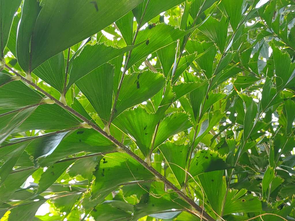 丛立孔雀椰子也称鱼尾椰子，可以从小叶片造型知道命名的缘由 陈坤灿拍摄