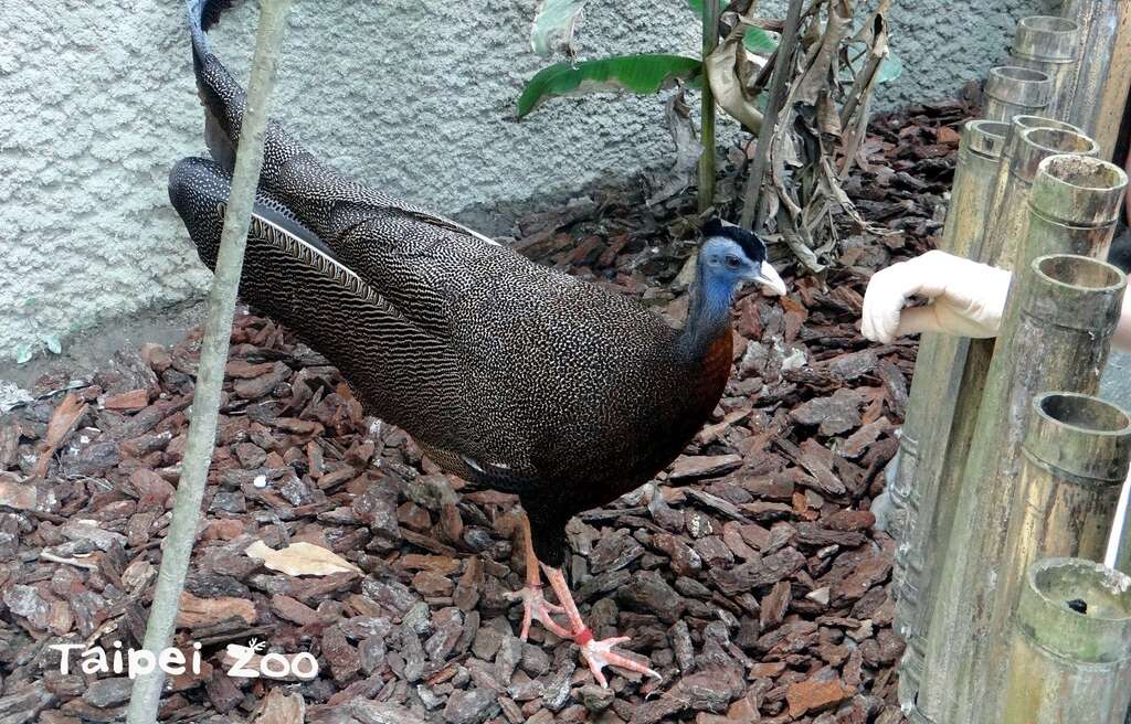青鸾常被误认为是孔雀