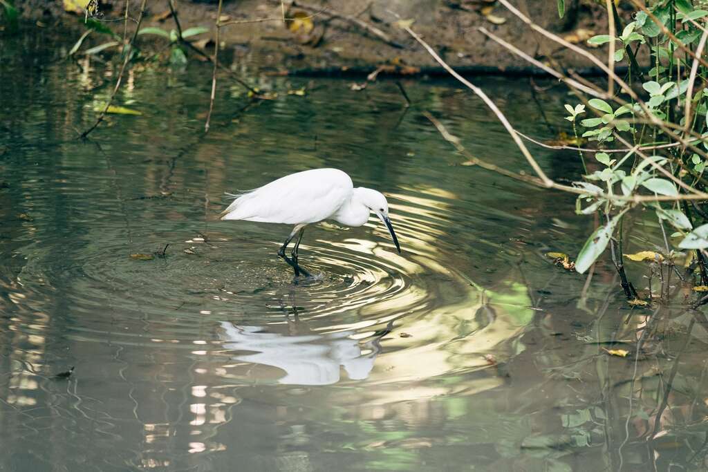 在富陽自然生態公園經常能遇見小白鷺的身影。（攝影／林冠良）